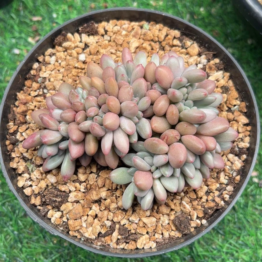 一物一拍链接，桃花源缀