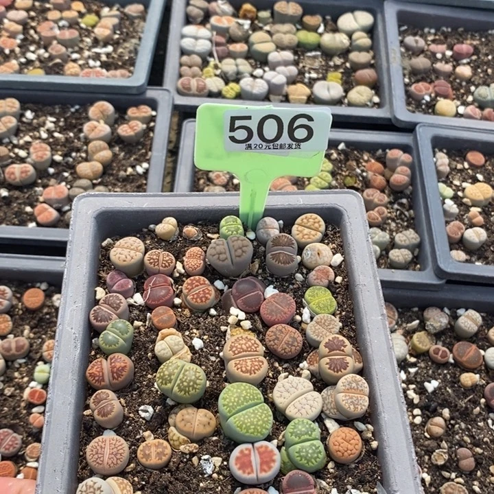 燕*生石花小苗506