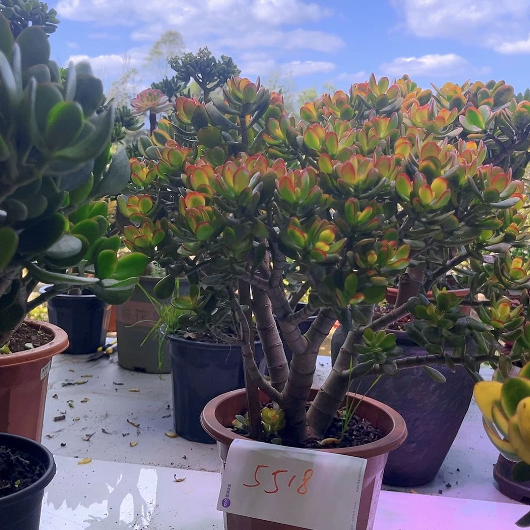 大号姬红糖果老桩5518