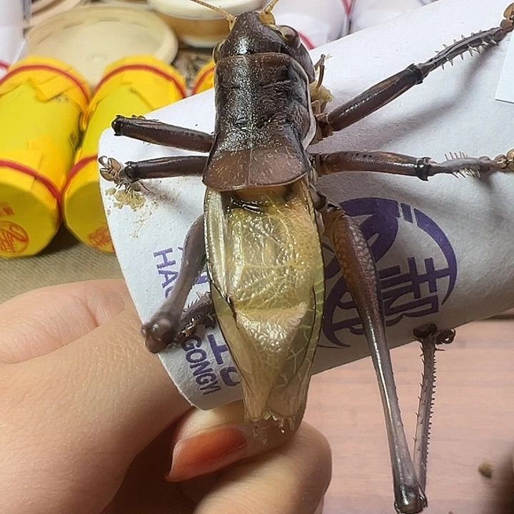 郝建伟蝈蝈一只包邮