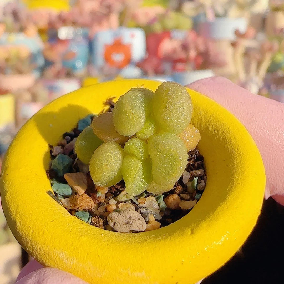 L 银之卵 盆口2.5cm