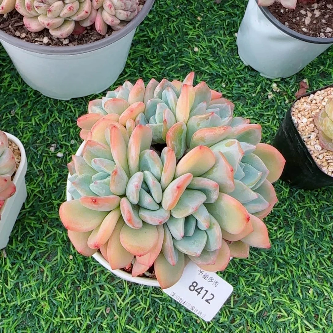 冷橙缀化，8412多肉植物