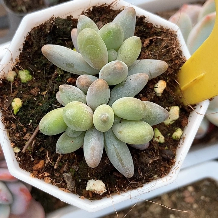多肉植物白蓝地6107