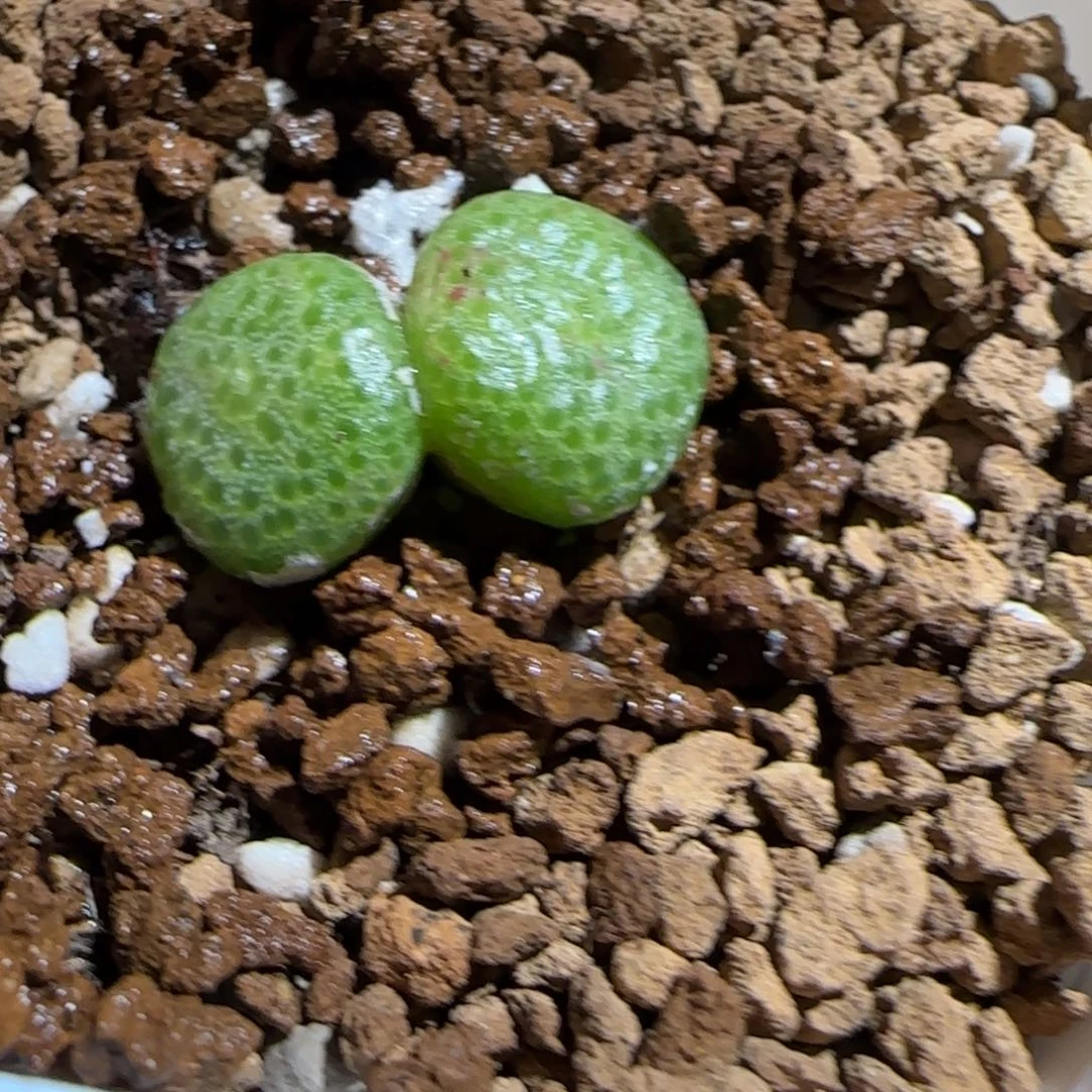 肉锥多肉植物组合-青团794