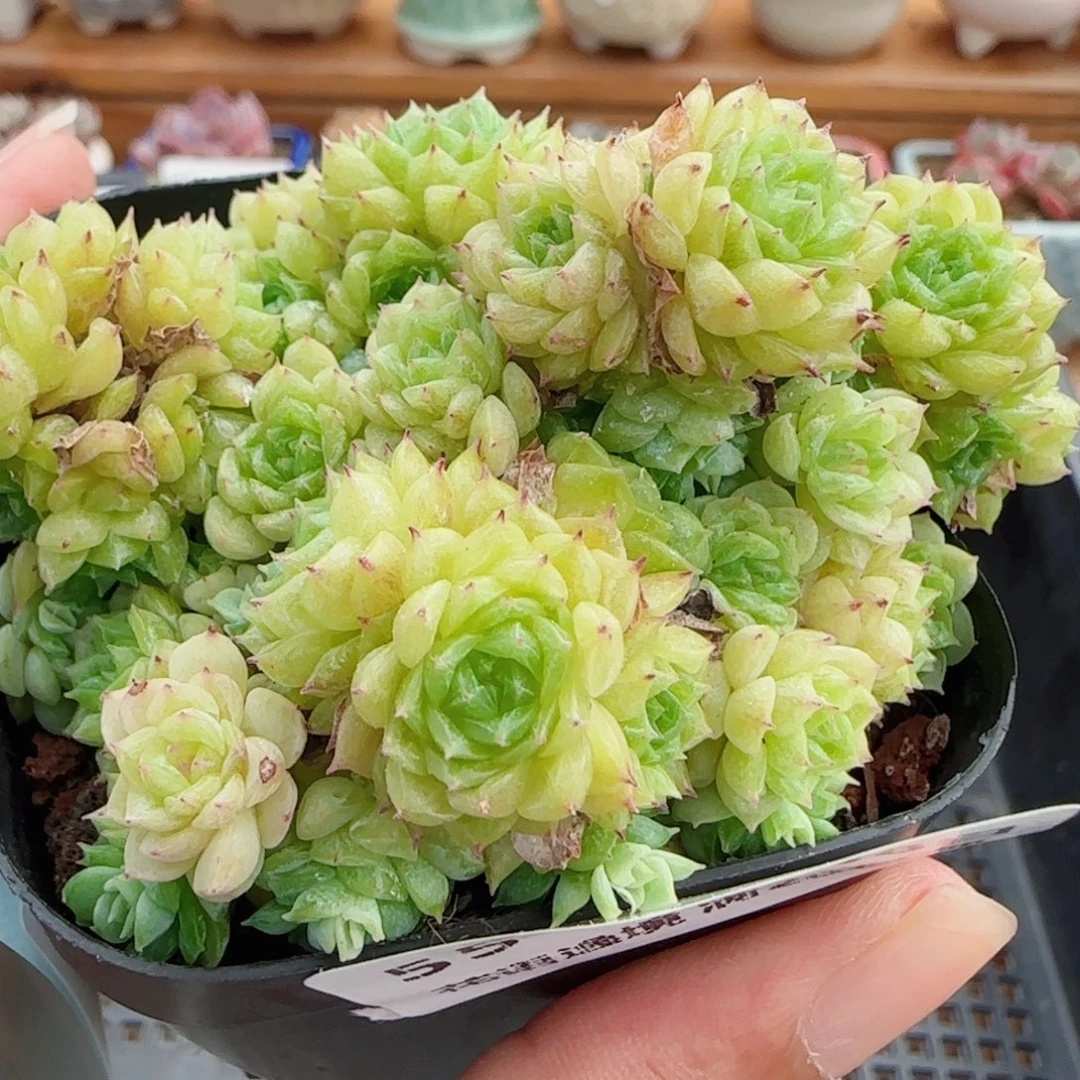 花语逸镜0808-55散