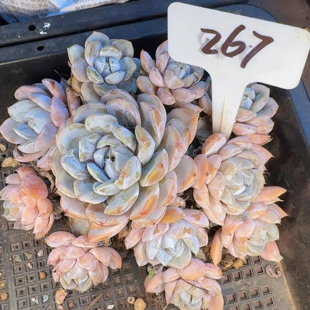 多肉植物的生长发育与