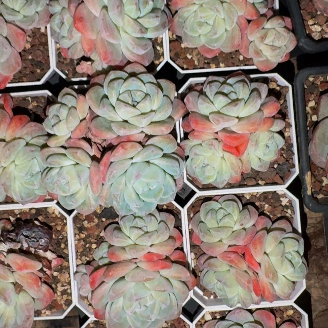 果**我哈哈哈哈哈哈哈哈哈冰玉