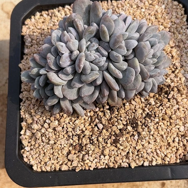 【闪购商品】菩提子缀化