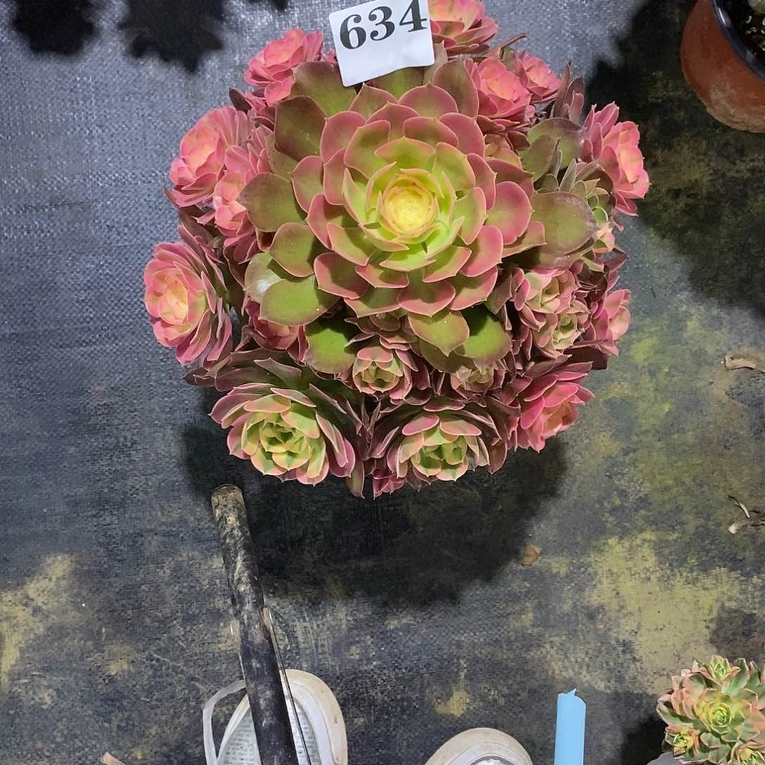 香妃634多肉植物