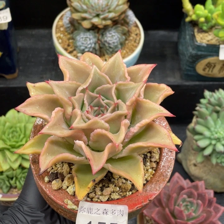 弥鹿之森一物一拍