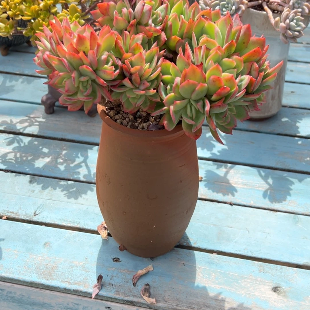 瓊***海绮罗多肉植物脱土