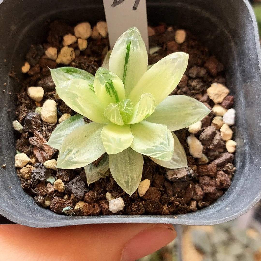 一物一拍，a23号.带盆带土