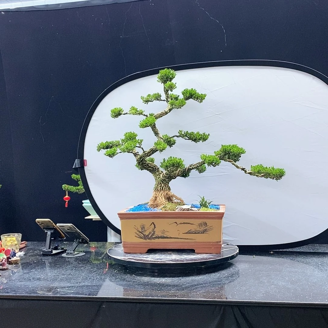 无花朵黄杨盆景造型