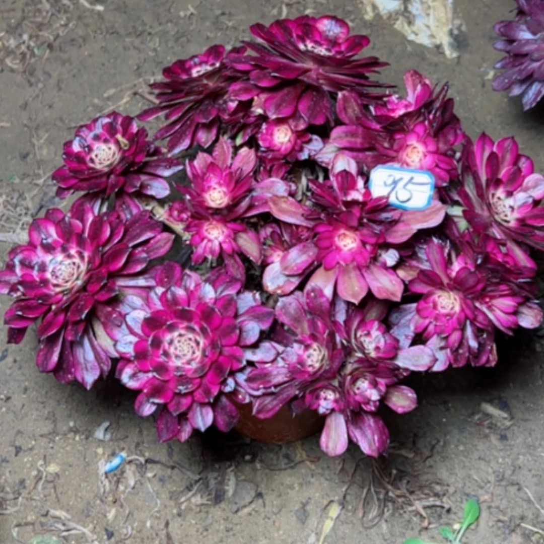 【闪购商品】多肉植物美姬95