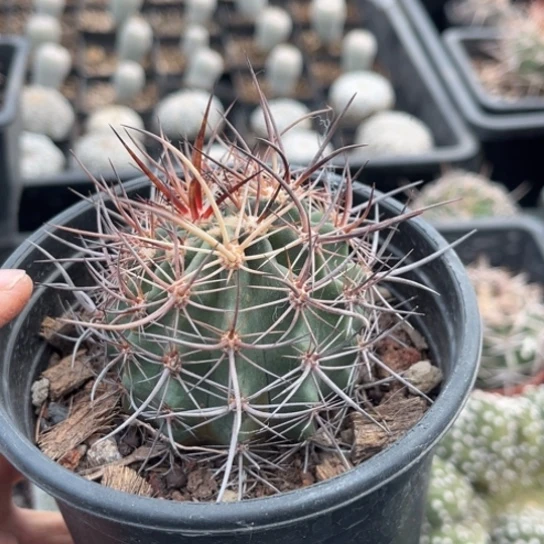 当前无花栽培后可以开花实生林氏焕虾