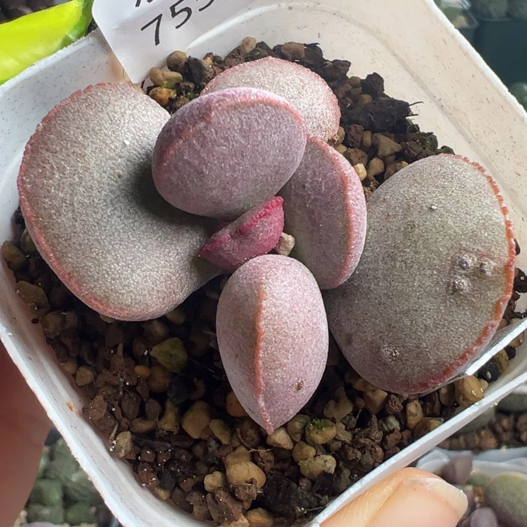 755蝴蝶结型实生水泡