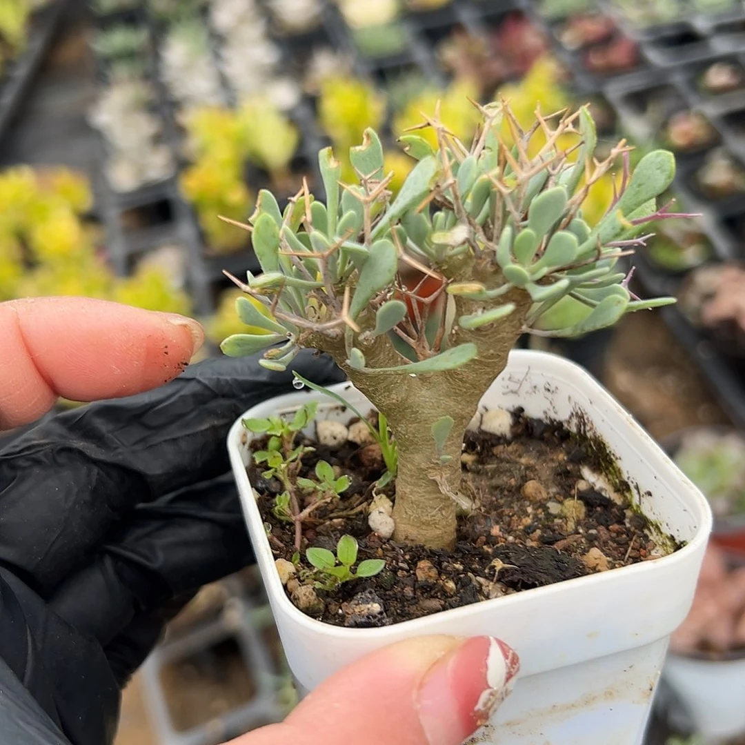 多肉植物黑魔殿块根