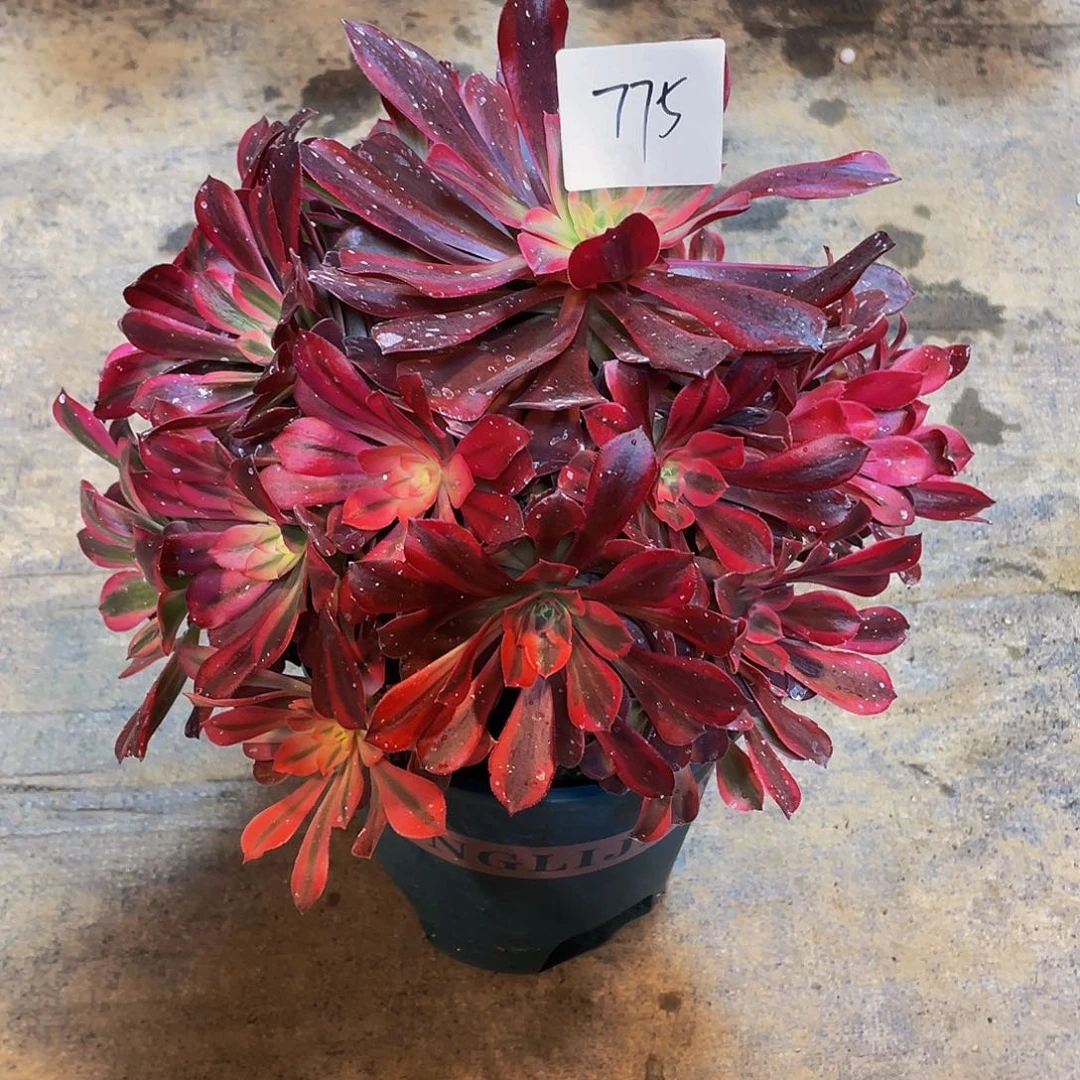 多肉法师775号美杜莎发货不包损