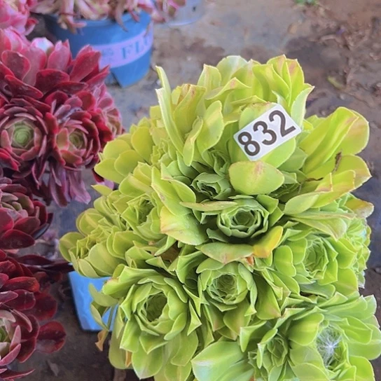 石***婷多肉植物一个法师
