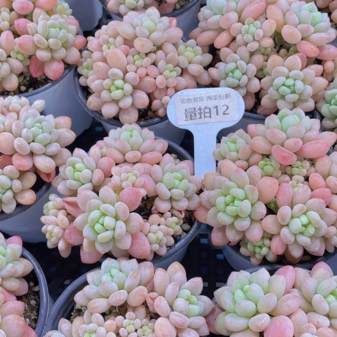 量拍12号多头捧花鱼子酱大群一个