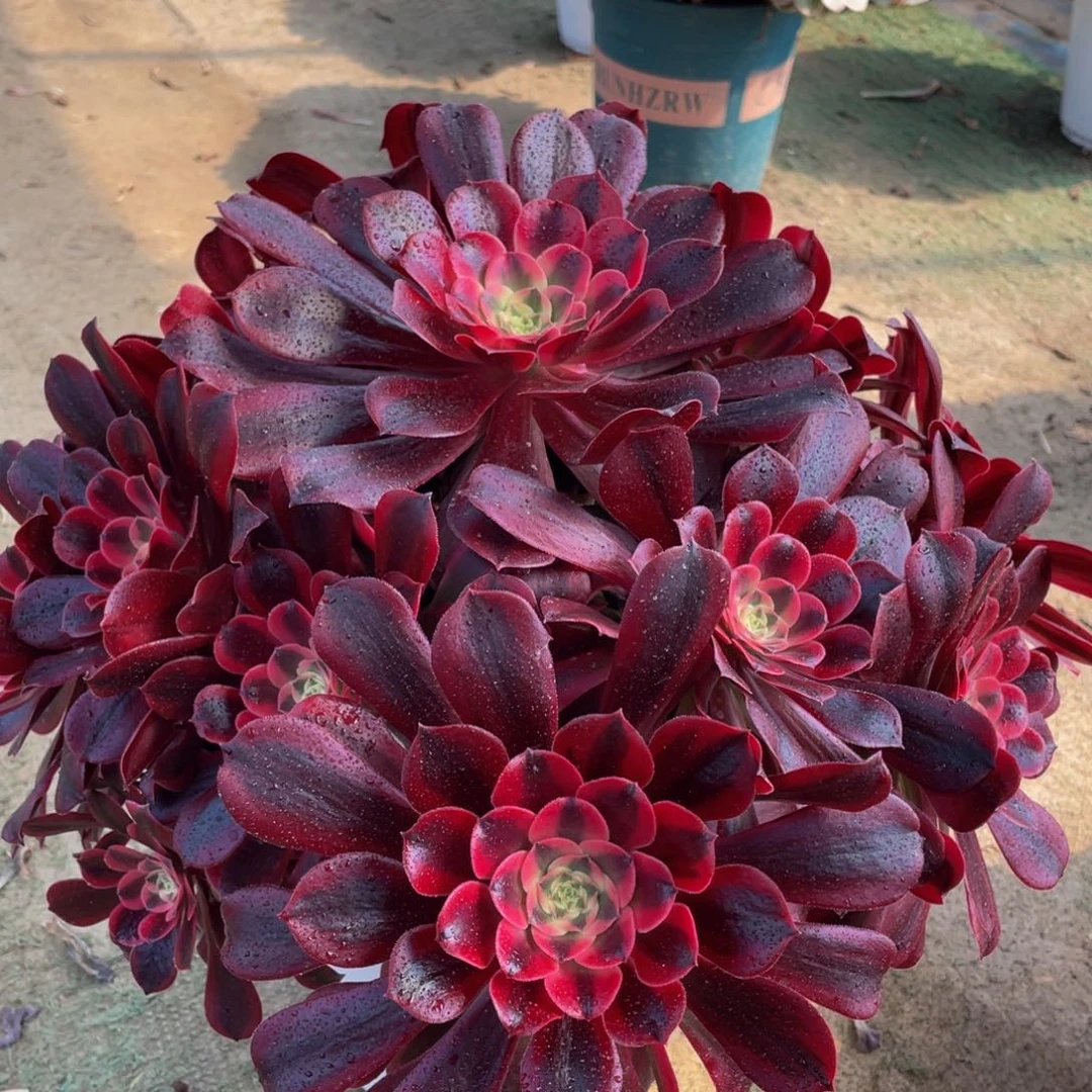 酒**神868美杜莎精品法师多肉