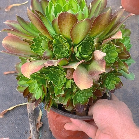 婷*160韶华中斑多肉植物