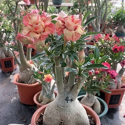 【闪购商品】无花朵与**遇绿植