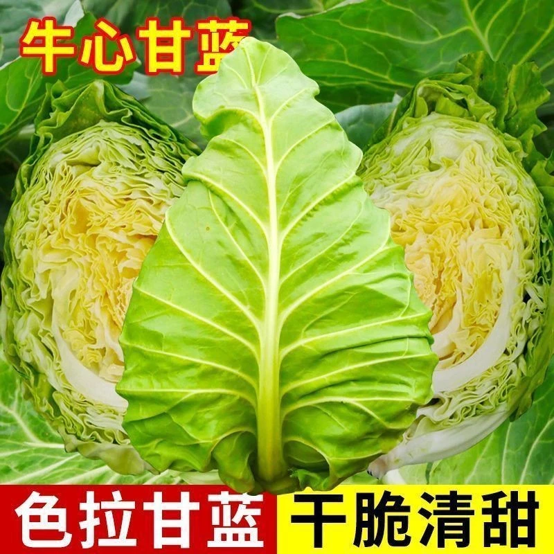 贵州高山现摘现发当季蔬菜农家自种牛心甘蓝 甜心甘蓝 新鲜尖
