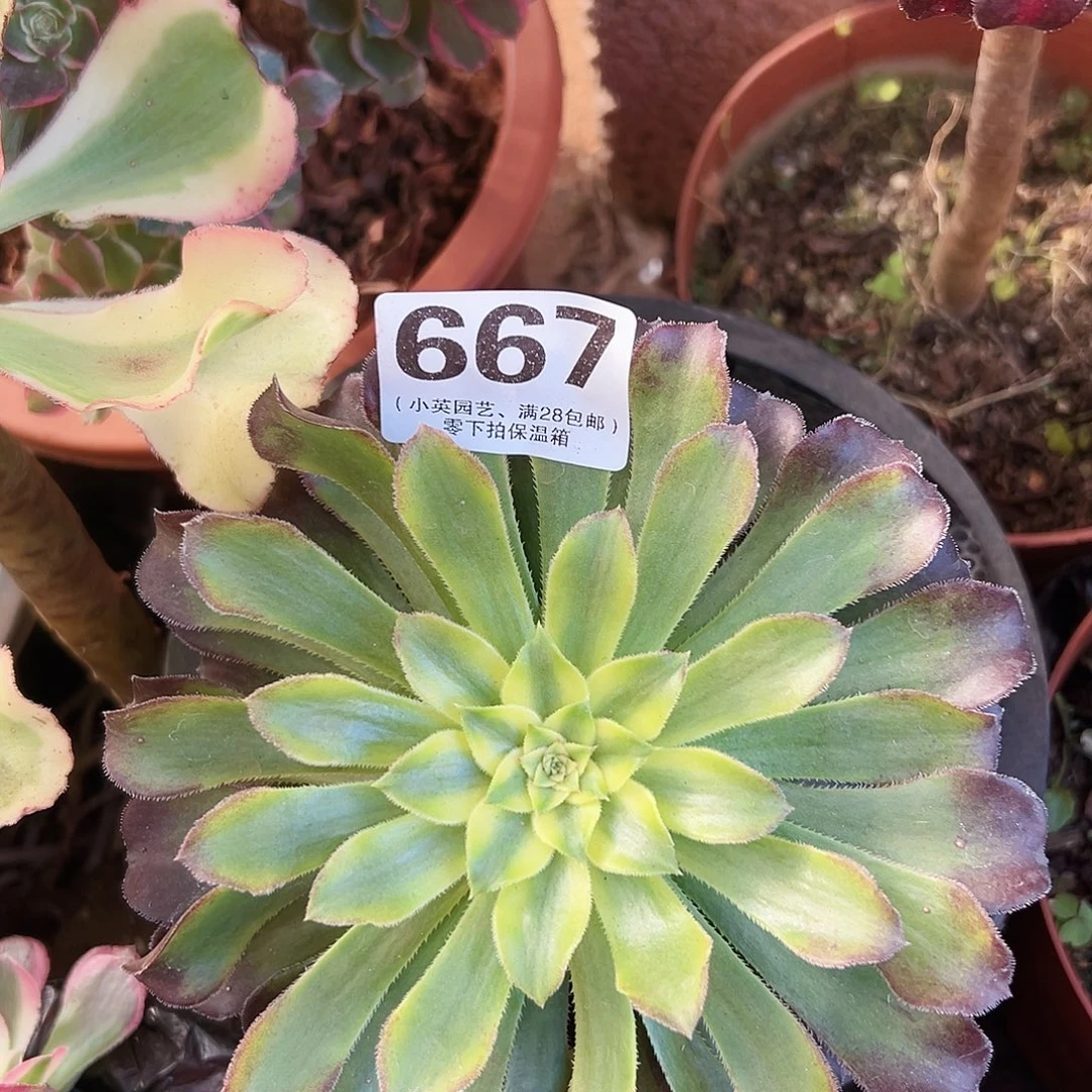 多肉植物多肉植物667