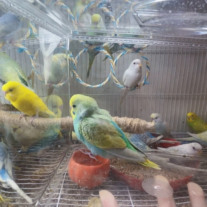 虎皮鹦鹉金彩一只