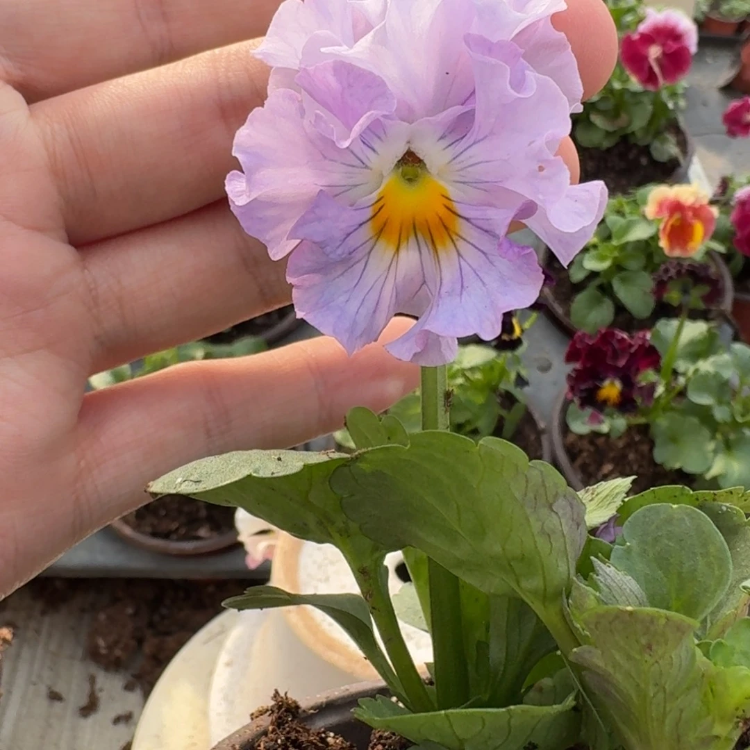 大部分花苞少量开放111