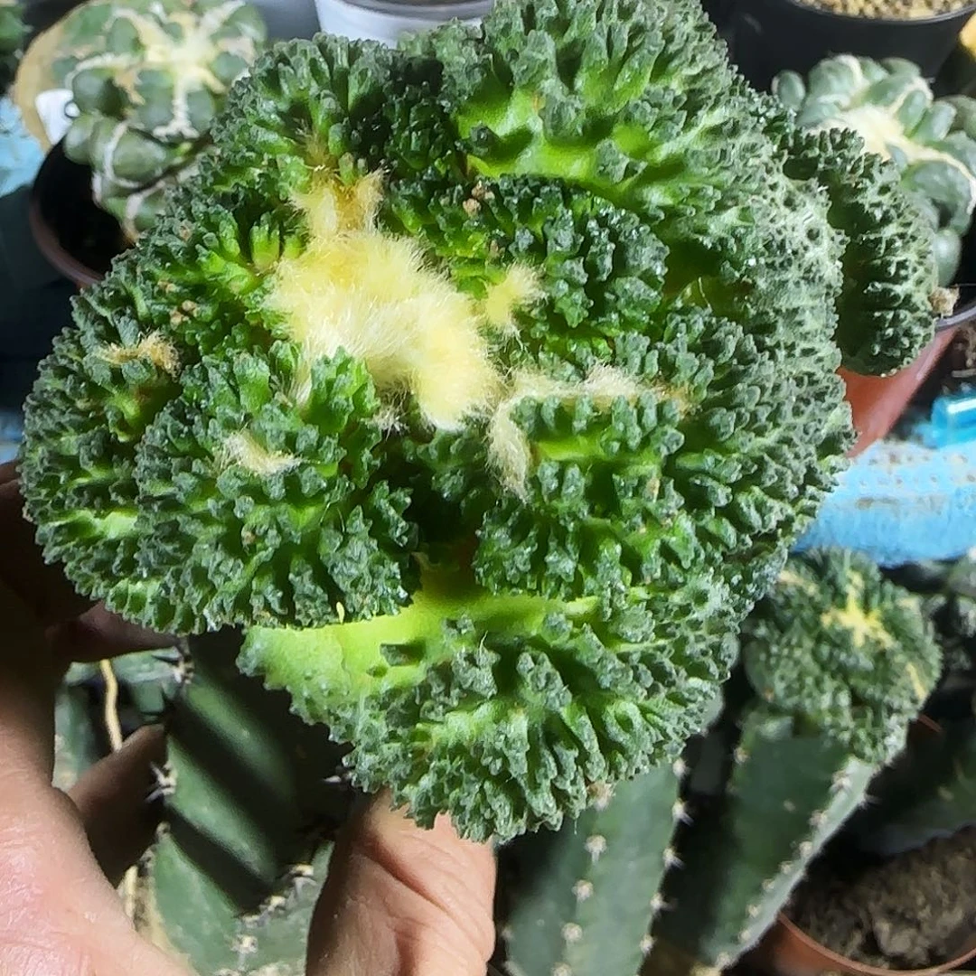 双头大哥斯拉107仙人球