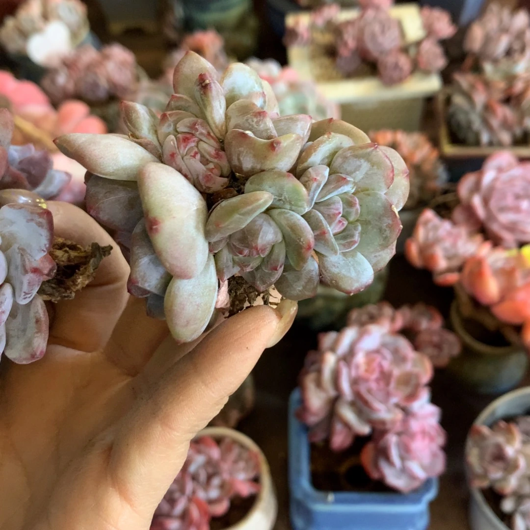 想好再拍，退了拉黑，理性购物