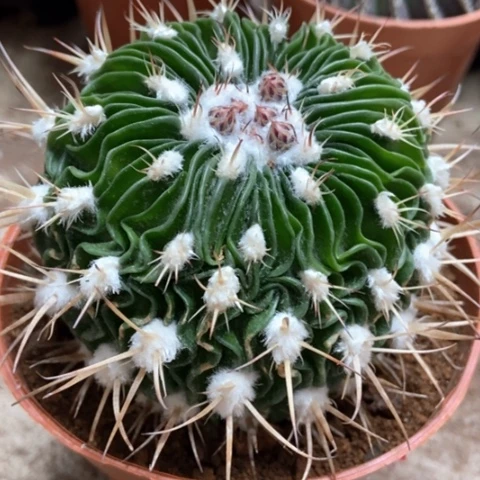 多了玉超人气12米x r q