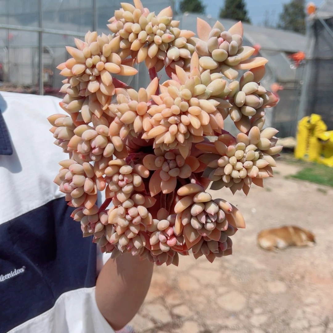 胖美人多肉植物000000