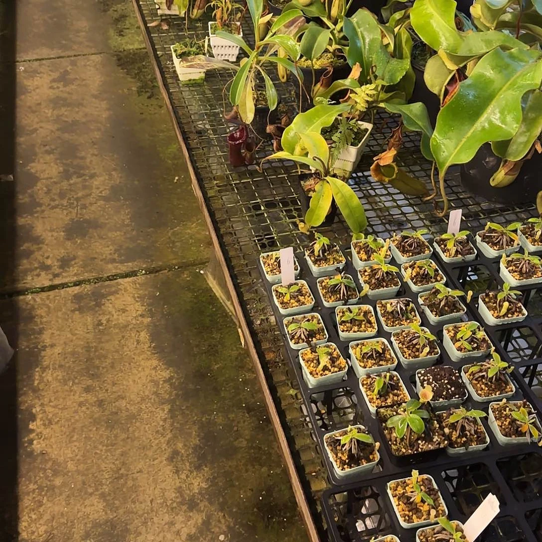 被***粑无花朵专拍存米链接