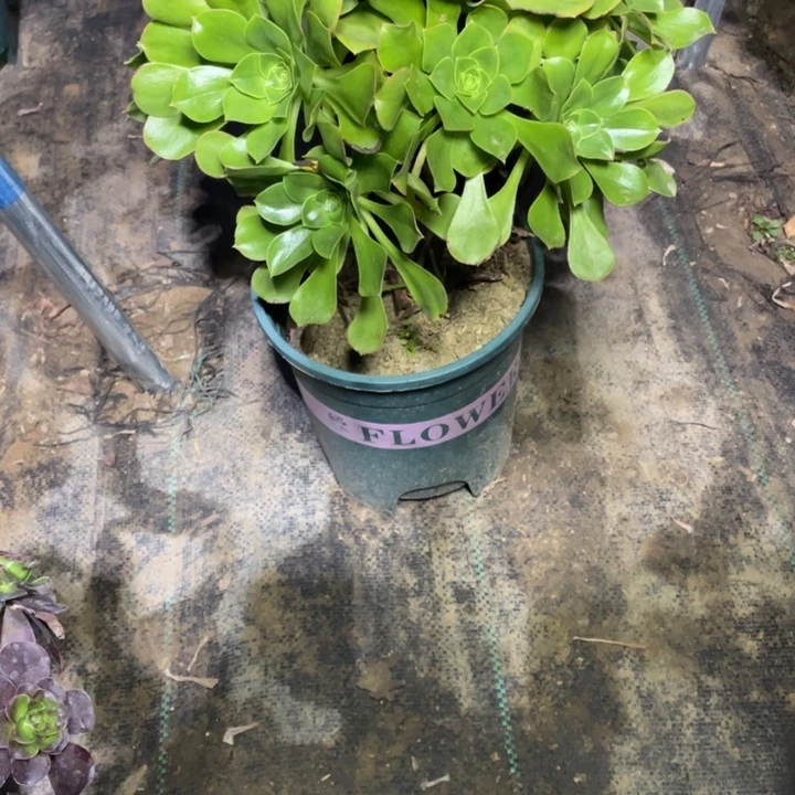 43君美丽多肉植物多肉多肉