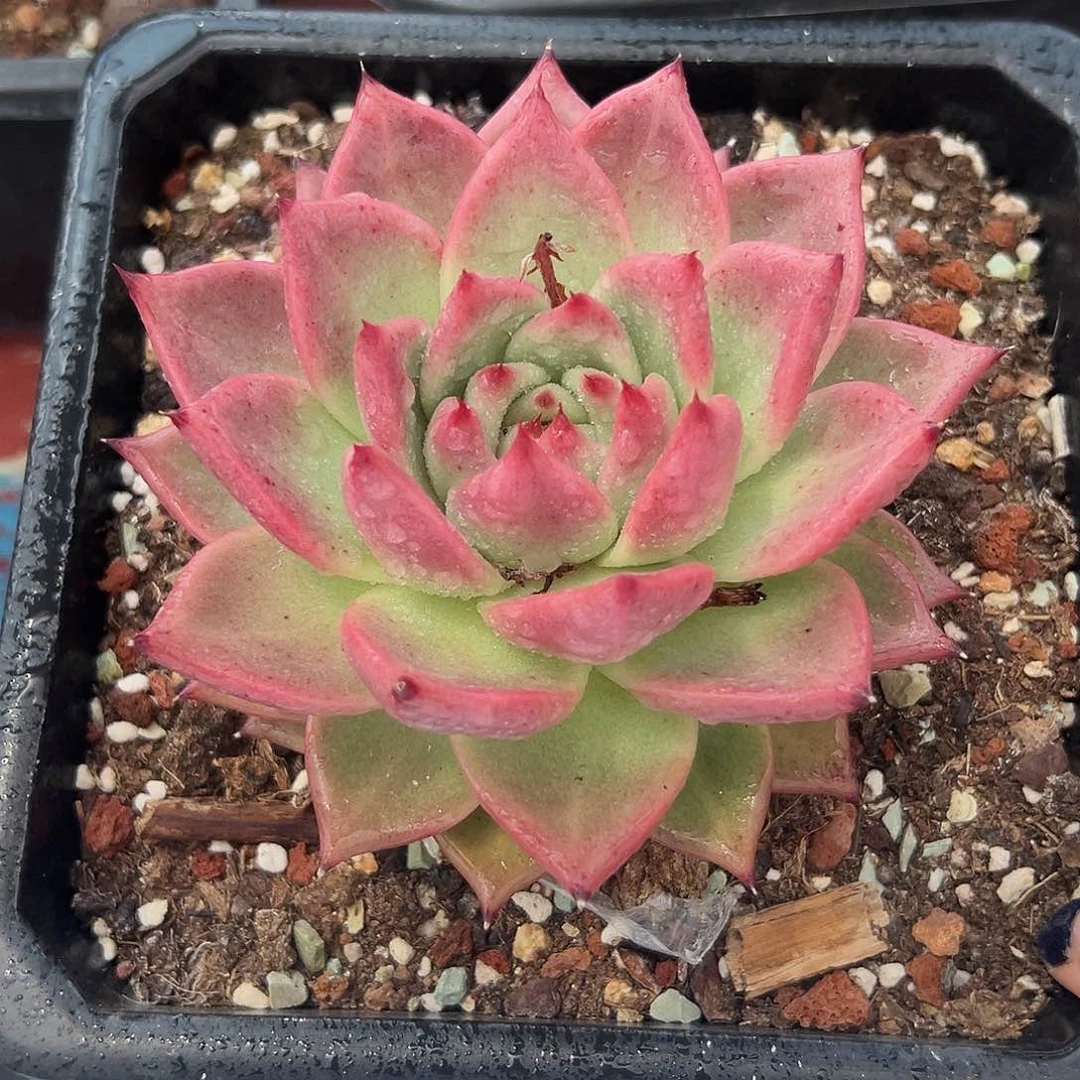 多肉植物一物一拍5