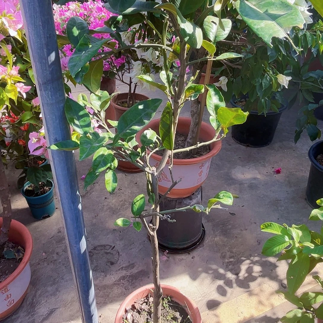 锐***无花朵2245899875336990