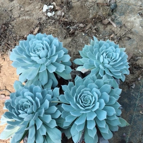 小***遥蓝鸟四盆多肉植物18