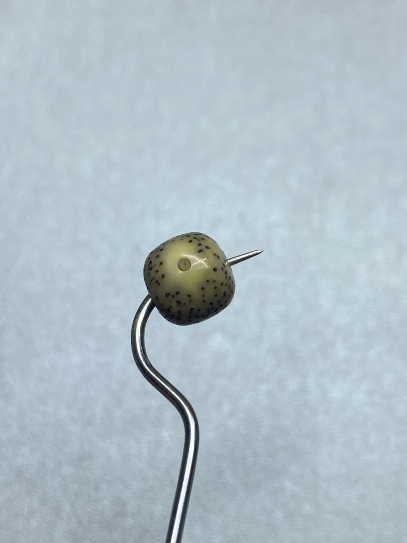 6海南原生态星月菩提改价链接