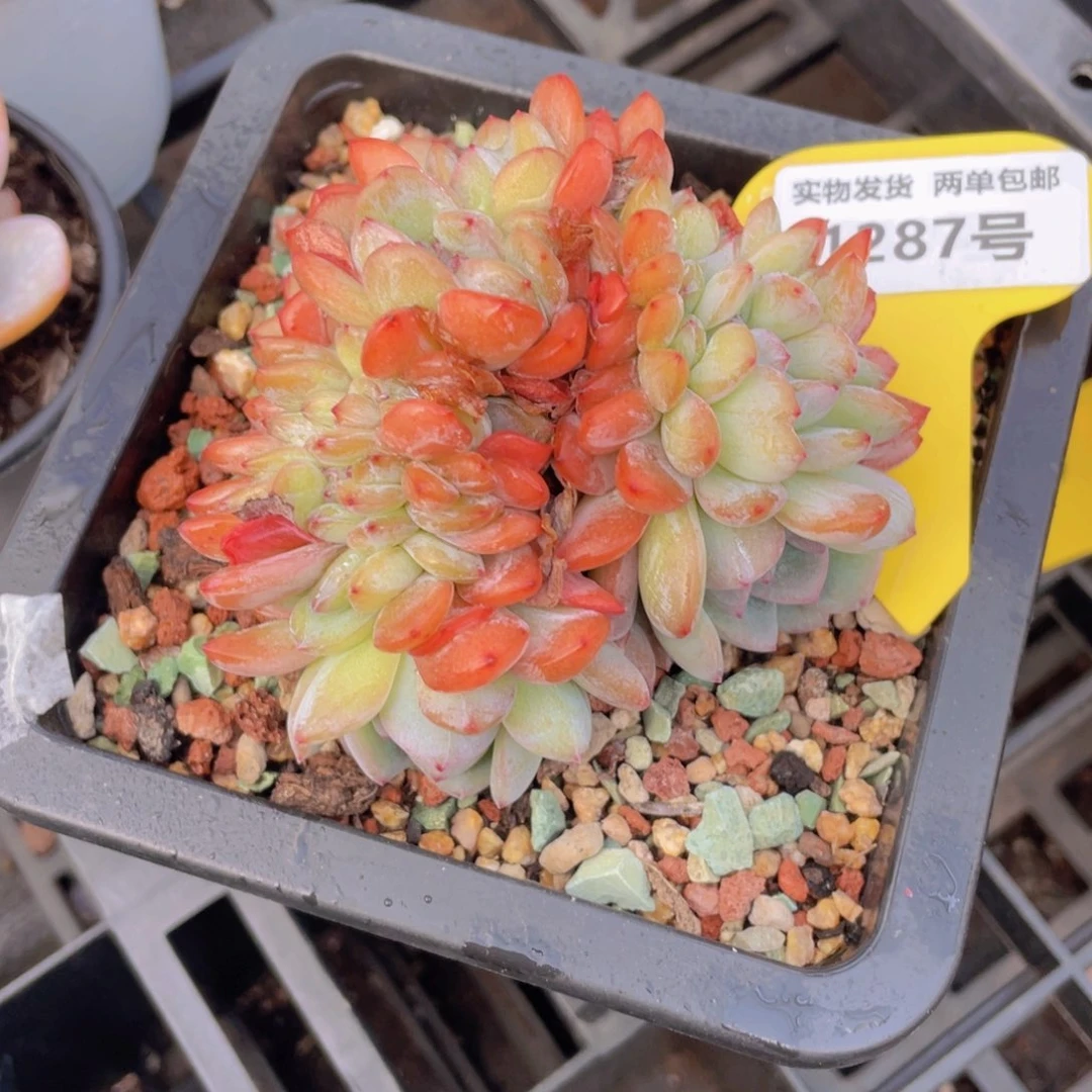 1287号 韩货全明星缀化