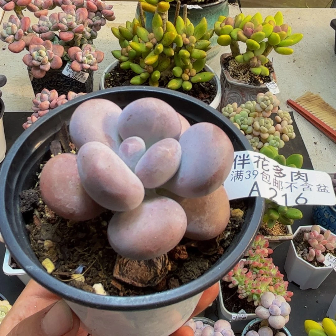 216橙雪球5cm多肉