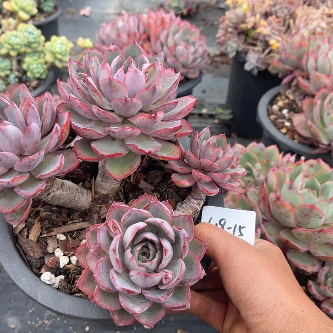 做****?多肉植物赫拉619-15