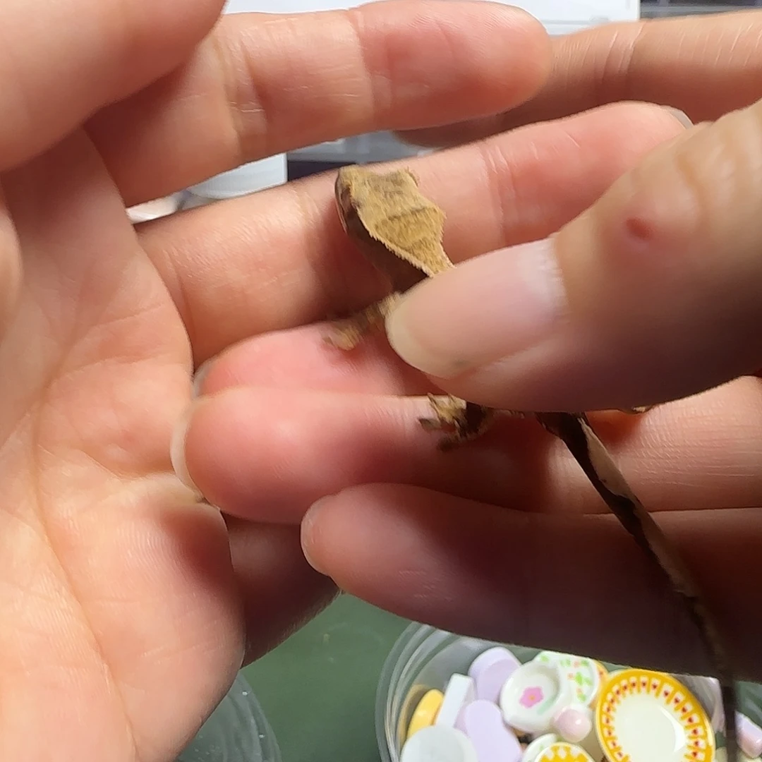 睫角守宫睫角守宫大幼