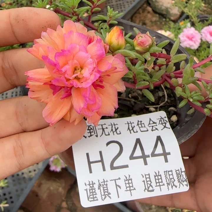 无花朵H244超小苗盆口10cm
