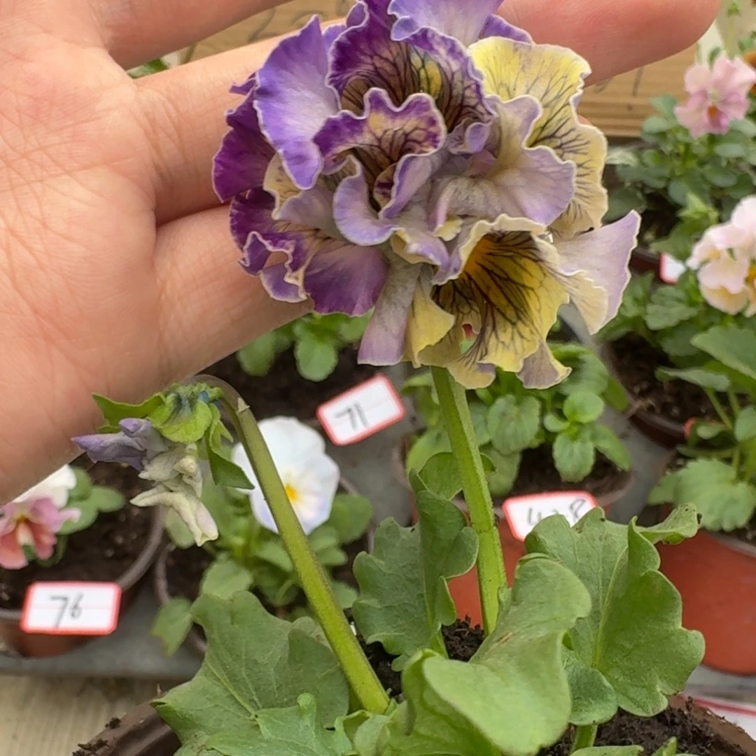 大部分花苞少量开放69