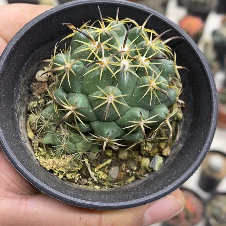 实生钢钉特价福利