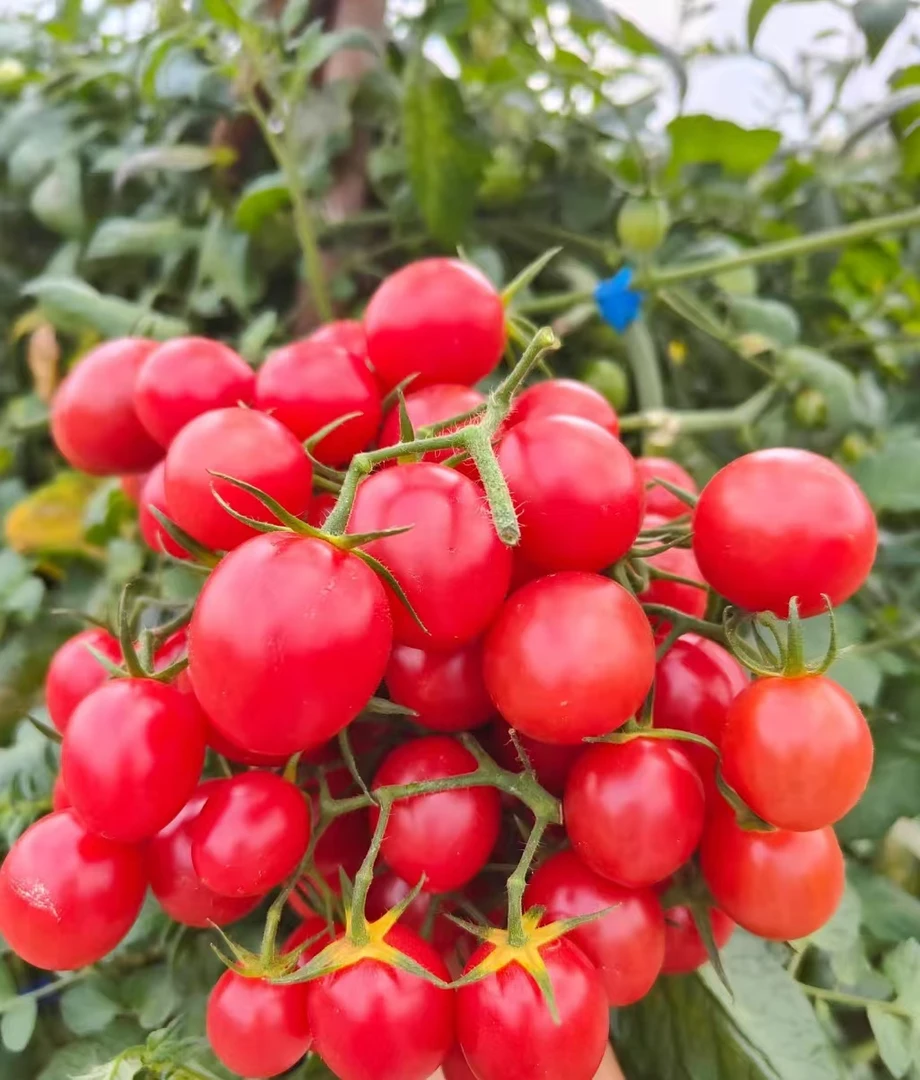 攀枝花露天自然成熟千禧小番茄