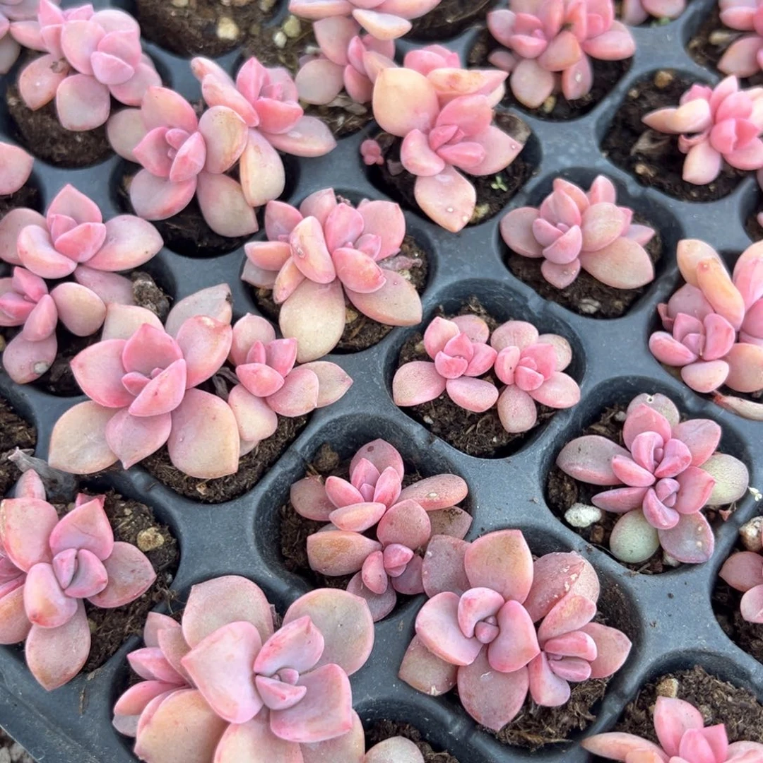 自家繁殖叶插双头彩虹糖到手3颗 量拍多肉满18包邮 大小3cm